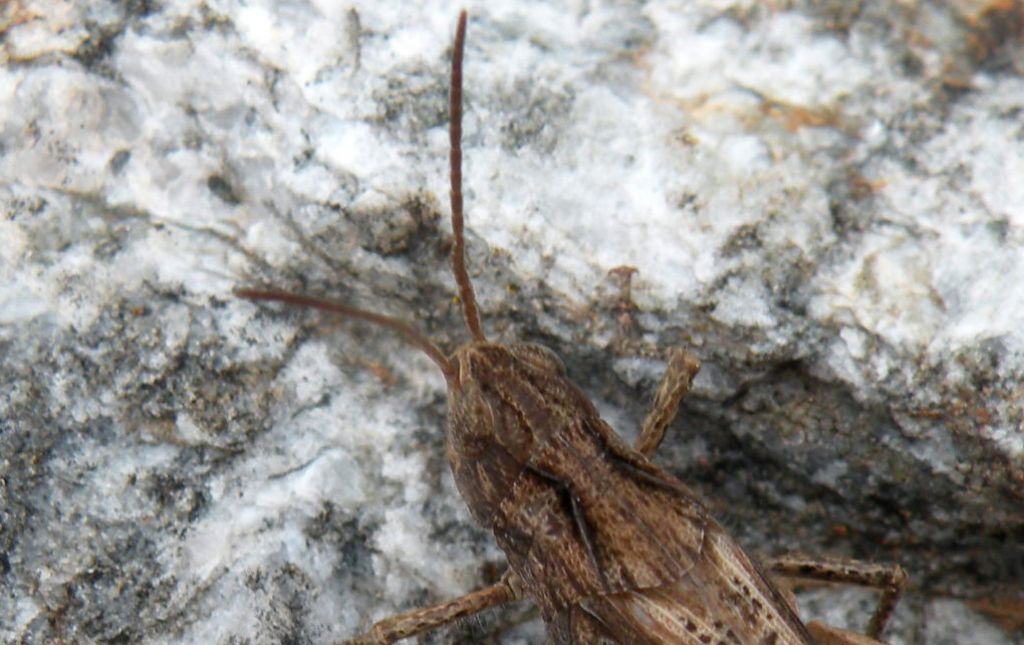 Glyptobothrus sp, forse vagans?